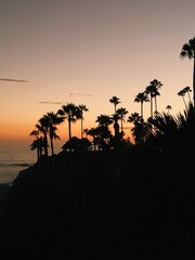 palm trees at sunset
