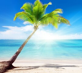 palm tree on the beach