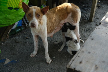 Skin-Conditioned Mother Dog Feeding Puppy