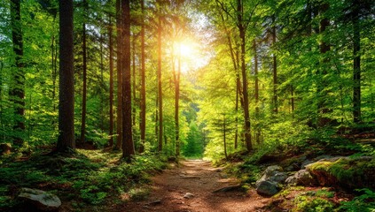 Obraz premium Sunny forest path. Lush greenery, sunlight streams through trees