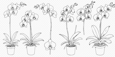 A collection of hand-drawn line art illustrations depicting Phalaenopsis orchids in pots. © ArtLuna Studio