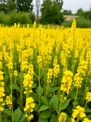 Obraz premium Yellow Rapeseed plants agriculture cultivated for oil, which is healthy in diet. But the field stinks a lot because sulfur compounds, and pungent odor