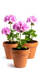 Three potted pink flowering plants