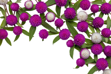 Close-up floral arrangement.  Small, vibrant pink and white flower heads,  with green leaves, forming a border against black
