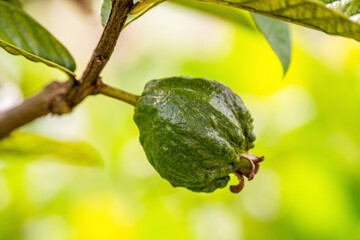 Close View of Green Guava Fruits on a Tree