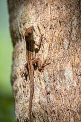 Brown Anole Lizard (Anolis sagrei) Climbing on Tree Bark in Natural Habitat
