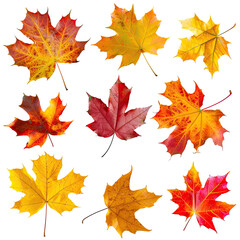 Fototapeta premium and keyword list based on the image, following your criteria.. Colorful Maple Leaves Fall, Scattered on a Dark Ground