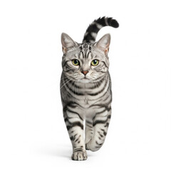 Obraz premium Cute gray tabby cat walking directly towards the camera on an isolated transparent background.