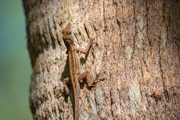 Brown Anole Lizard (Anolis sagrei) Climbing on Tree Bark in Natural Habitat
