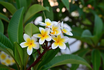  Frangipani -Plumeria rubra auf Kreta, Griechenland