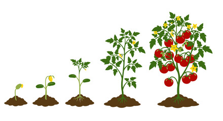 Fototapeta premium A vector illustration depicts the growth stages of a tomato plant, from a small sprout to a mature plant laden with ripe, red tomatoes isolated on a white background.