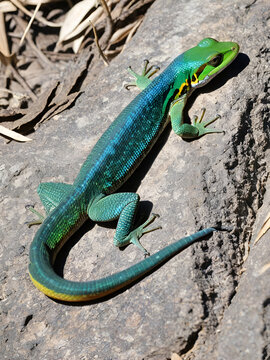 Lagarto - calango - Tropidurus spp.