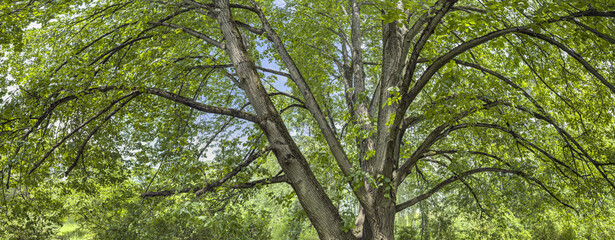 twisted limbs of a towering old tree in summer park. panoramic bottom view.