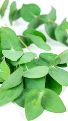 Obraz premium Close-up of vibrant green eucalyptus leaves scattered on a white background