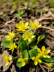 Fototapeta premium Closeup flowers of lesser celandine or pilewort (Ficaria verna) growing in the roadside. Spring, March, Netherlands