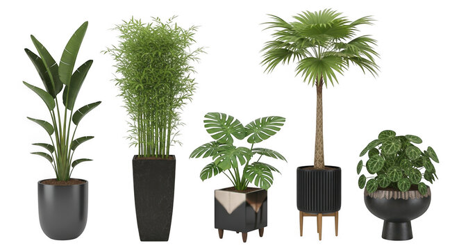 Collection of five diverse potted houseplants, including a bird of paradise, bamboo, monstera, fan palm, and pothos, isolated on transparent background