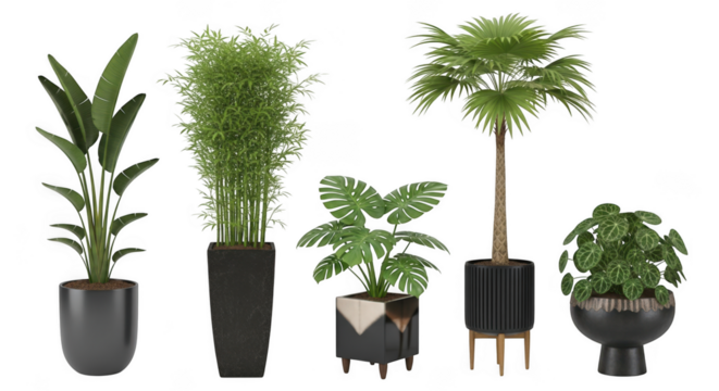 Collection of five diverse potted houseplants, including a bird of paradise, bamboo, monstera, fan palm, and pothos, isolated on transparent background