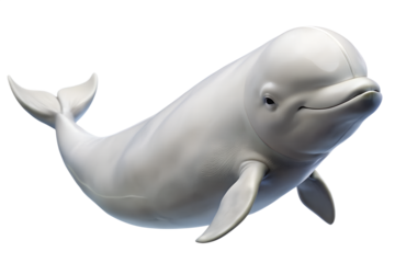 Beluga Whale Close Up Portrait Isolated on Transparent Background