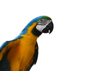 Vibrant parrot seems curious while perched on branch, its bright plumage standing out against dark backdrop