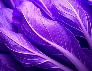 Obraz premium Vibrant purple leafy vegetable texture