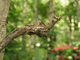 a small spider on a tree
