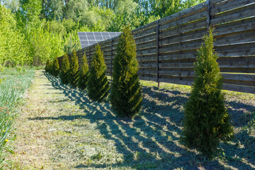 Row of newly planted arborvitae trees casting shadows beside a wooden privacy fence in a sunny,...