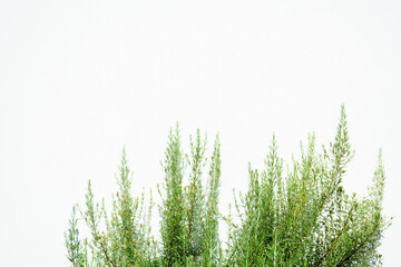 Fresh rosemary branches growing against a clean white wall, creating a simple yet elegant natural backdrop