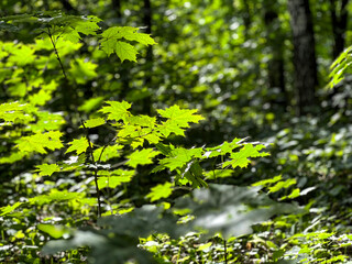 In the foreground there is a maple tree with green leaves.