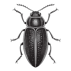 black jewel beetle  Silhouette Vector, High Quality Illustration on White Background