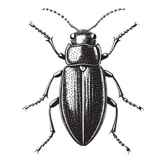 black jewel beetle  Silhouette Vector, High Quality Illustration on White Background