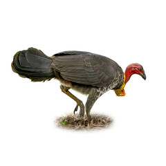 Australian Brushturkey foraging on the ground with striking red head and yellow wattle