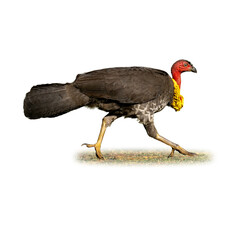 Australian Brushturkey walking on grass with vivid red head and yellow wattle