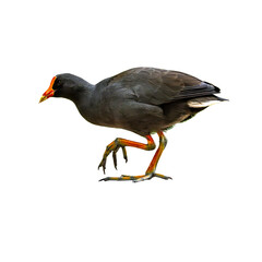 Dusky Moorhen walking on white background