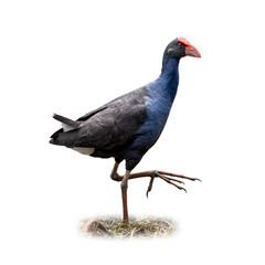 Australian Swamphen standing tall with vivid blue plumage and bright red bill, captured on the ground in natural habitat.