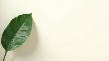 Fototapeta premium Single Lush Green Leaf Against a Pale Background, Ideal for Minimalist Designs and Natural Product Presentations