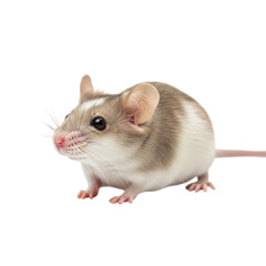 Cute small pet mouse with light brown and white fur isolated on transparent background