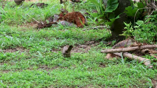 A jungle babbler bird jumps and moves actively on the ground