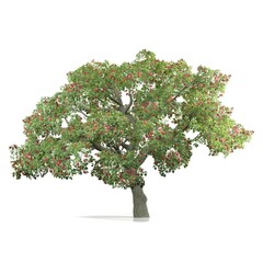 Lush apple tree with ripe red apples