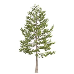 Tall evergreen tree on a white background.