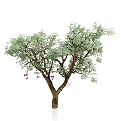 Fototapeta premium Elegant tree with delicate pink blossoms