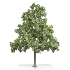 Lush green tree on a white background