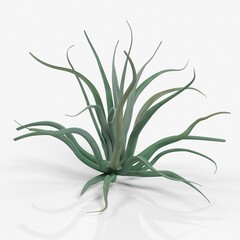 Realistic 3D rendering of an air plant on white background.