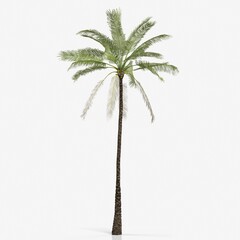 Obraz premium Tall palm tree on a white background
