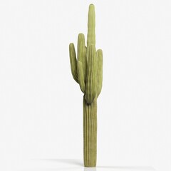 Tall cactus against a plain white background