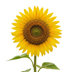 Fototapeta premium Bright yellow sunflower with green leaves isolated on transparent background