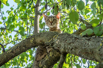 A young cat high in the branches of an old tree. A cat on an old pear tree