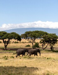 Naklejka premium African Elephants Walking Savanna Landscape