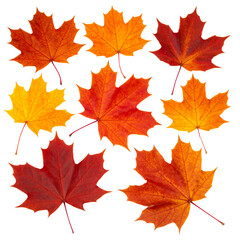Obraz premium Colorful autumn maple leaves isolated on a white background show the vibrant essence of the fall season