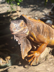 Orange iguana is sunbathing on a dry tree trunk, under the hot sun in the morning, natural blur background.