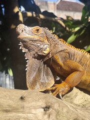 Orange iguana is sunbathing on a dry tree trunk, under the hot sun in the morning, natural blur background.
